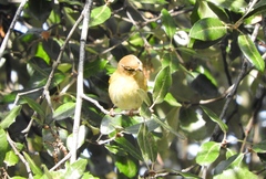 Phylloscopus collybita