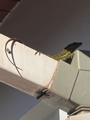 Anolis bimaculatus