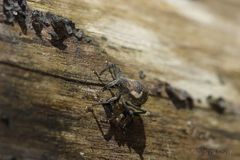 Nototragopus plagiatus