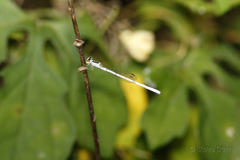 Agriocnemis argentea