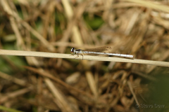 Agriocnemis argentea