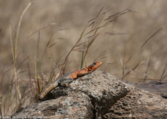 Agama caudospinosa spawlsi