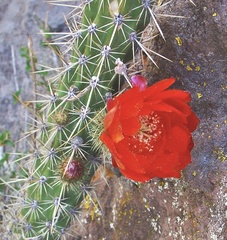 Corryocactus erectus