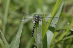 Austroaeschna christine