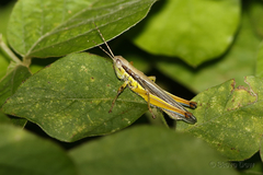 Bermius odontocercus