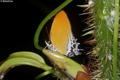 Eooxylides tharis distanti