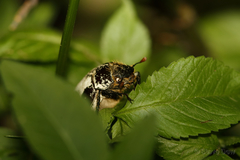 Dermolepida albohirtum