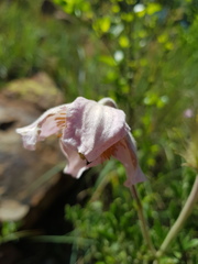 Clematis villosa stanleyi
