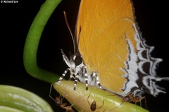 Eooxylides tharis distanti