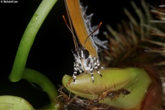 Eooxylides tharis distanti