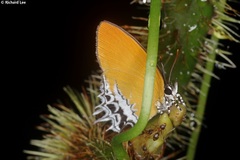 Eooxylides tharis distanti