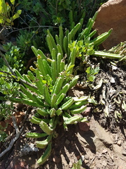 Stapelia leendertziae
