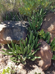 Stapelia leendertziae