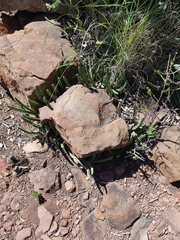 Stapelia leendertziae