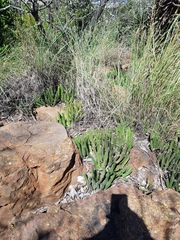 Stapelia leendertziae