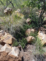Stapelia leendertziae
