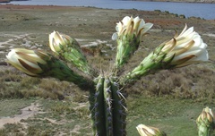 Trichocereus cuzcoensis