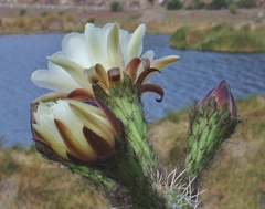 Trichocereus cuzcoensis