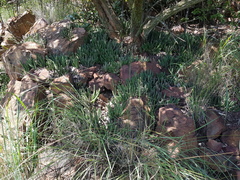 Stapelia leendertziae
