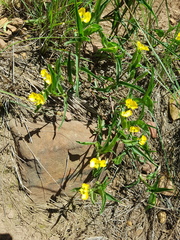 Commelina africana krebsiana