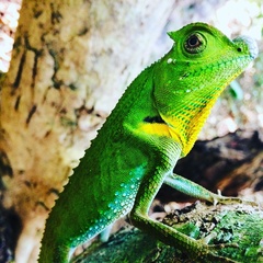 Lyriocephalus scutatus