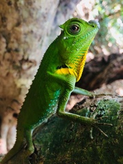 Lyriocephalus scutatus