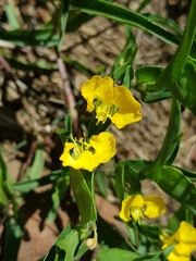 Commelina africana krebsiana