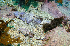 Thysanophrys cirronasus