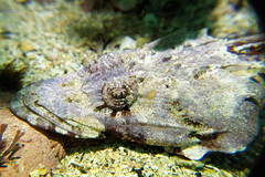 Thysanophrys cirronasus