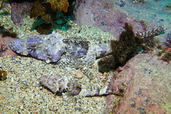 Thysanophrys cirronasus