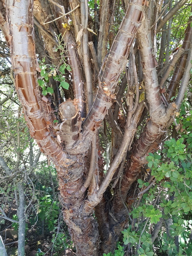 parsleytree