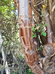 Heteromorpha arborescens abyssinica