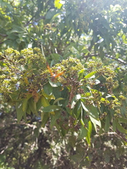 Heteromorpha arborescens abyssinica