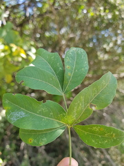 Heteromorpha arborescens abyssinica