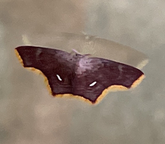 Lepidoptera