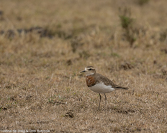 Charadrius asiaticus