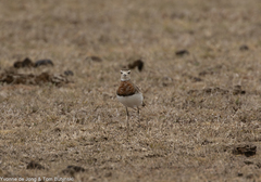 Charadrius asiaticus
