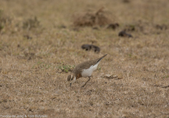 Charadrius asiaticus