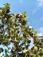 Sarcomphalus domingensis