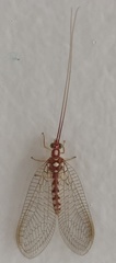 Dysochrysa furcata