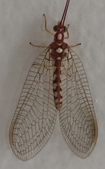 Dysochrysa furcata