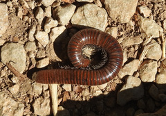 Pachyiulus hungaricus