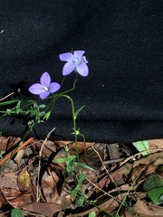 Wahlenbergia victoriensis