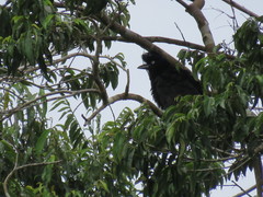 Cephalopterus ornatus