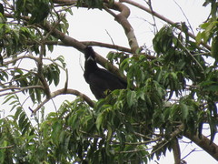 Cephalopterus ornatus