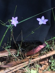 Wahlenbergia victoriensis