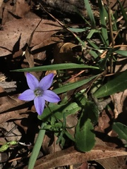 Wahlenbergia victoriensis