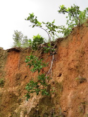 Curatella americana