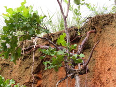 Curatella americana