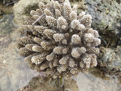 Acropora digitifera